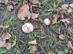 Agaricus campestris