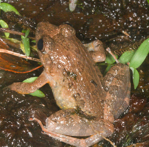 Mantidactylus betsileanus