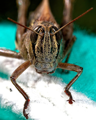 Eyprepocnemis plorans