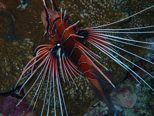 Red Sea Clearfin Lionfish — seen at this dive site