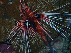 Pterois cincta