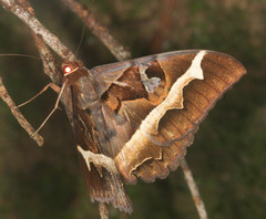 Cyligramma disturbans