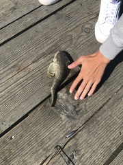 Leptocottus armatus