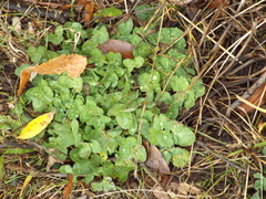 Trifolium repens