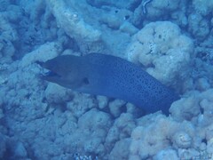 Gymnothorax javanicus