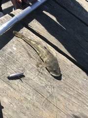 Leptocottus armatus