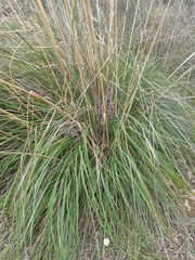 Ampelodesmos mauritanicus