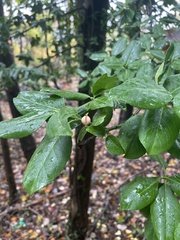Euonymus fortunei
