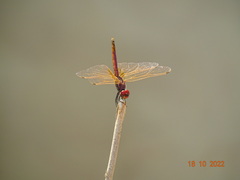 Urothemis assignata