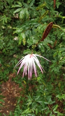 Calliandra