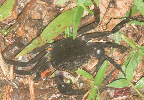 Hydrothelphusa agilis