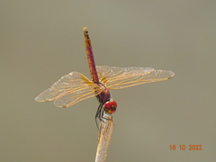 Urothemis assignata