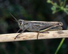 Eyprepocnemis plorans