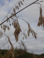 Ampelodesmos mauritanicus