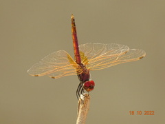 Urothemis assignata