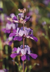Collinsia concolor