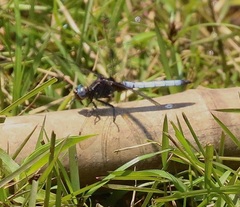 Orthetrum azureum