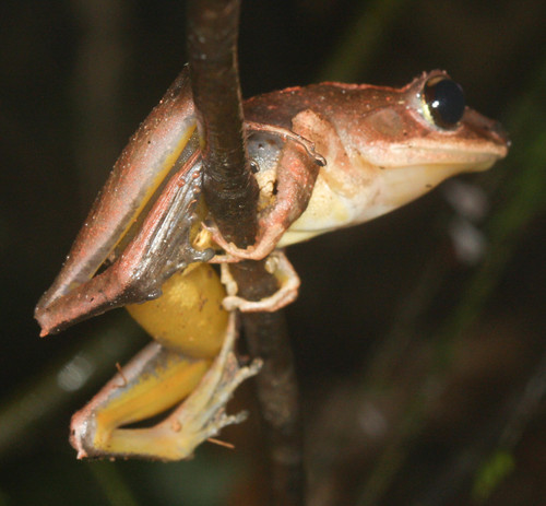 Gephyromantis luteus
