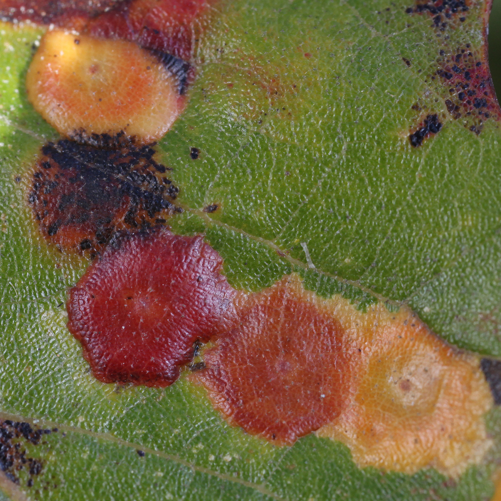 Polystepha pustuloides