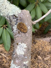 Xanthomendoza weberi