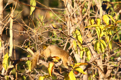 Paraxerus cepapi cepapi