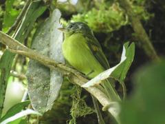Pogonotriccus poecilotis