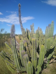 Lophocereus schottii