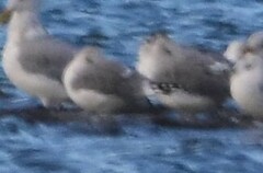Larus californicus