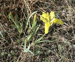 Iris humilis