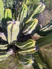 Lophocereus schottii