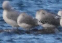 Larus californicus
