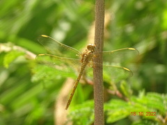 Crocothemis sanguinolenta