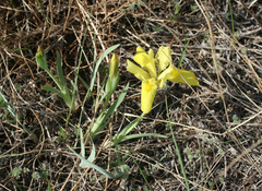 Iris humilis