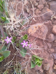 Raphionacme hirsuta