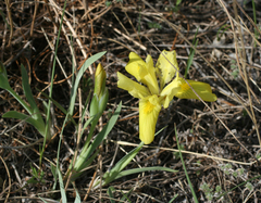 Iris humilis