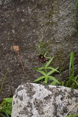 Fritillaria camschatcensis