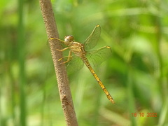 Crocothemis sanguinolenta