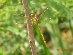 Crocothemis sanguinolenta