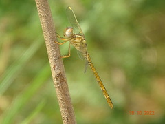 Crocothemis sanguinolenta
