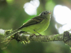 Pogonotriccus poecilotis