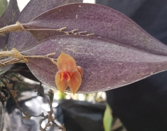 Lepanthes