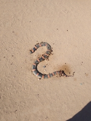 Rhinocheilus lecontei