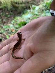 Ensatina eschscholtzii