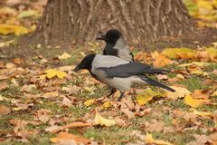 Corvus cornix