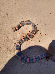 Rhinocheilus lecontei