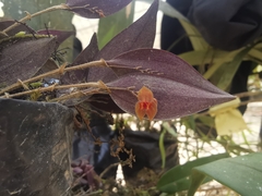 Lepanthes