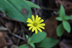 Melampodium montanum
