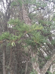 Vachellia robusta