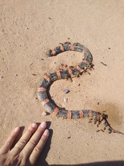 Rhinocheilus lecontei