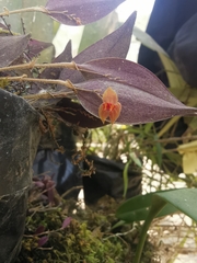 Lepanthes